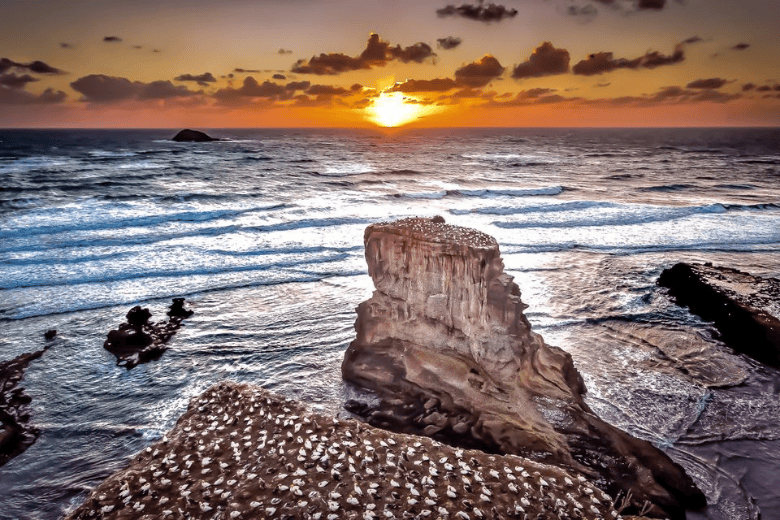 Things To Do Muriwai Regional Park